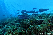 Bolbometopon muricatum perroquet a bosse ambiance-Waka Sawa Spiral corner-23m-20180528-Denis-ADER-DSC_1382_tn